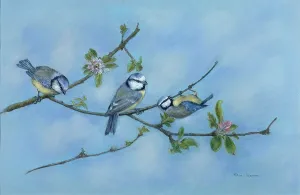 Shepperson: Blue Tits on Apple Blossom