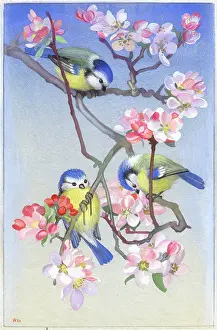 Tits: Three Blue Tits on Apple Blossom