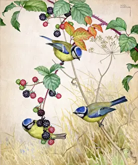 Blackberry: Three blue tits on blackberry
