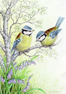 Blue tits and bluebells