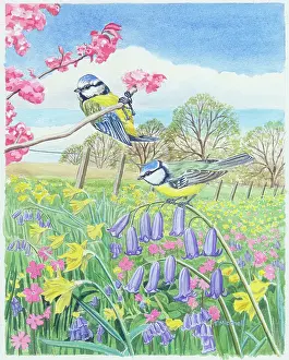 Tits: Two Blue Tits with bluebells, daffodils & blossom