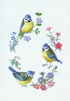 Carnation: Blue Tits with carnations and other flowers