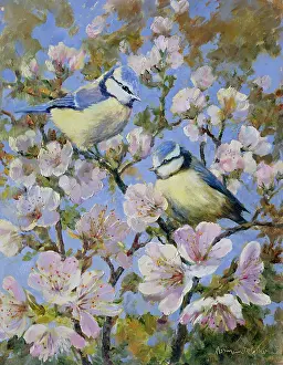Coker: Blue Tits on Cherry Blossom