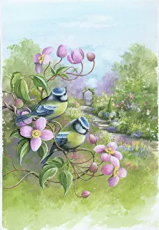 Clematis: Blue Tits on Clematis in garden
