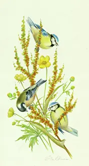 Buttercup: Blue tits, coal tit, buttercup and sorrel