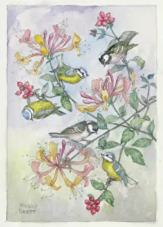 Honeysuckle: Blue tits and coal tits on honeysuckle