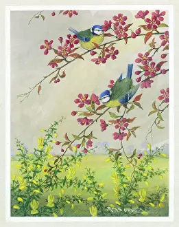 Tits: Blue Tits on crab apple