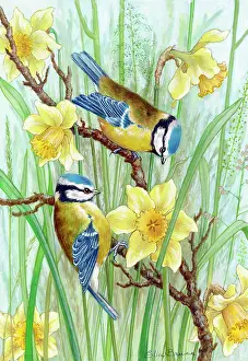Blue tits and daffodils