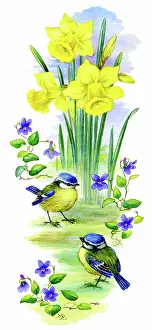 Tits: Two Blue tits with daffodils and violets