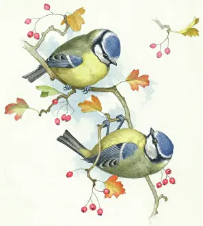 Hopking: Blue Tits – on hawthorn branch with berries