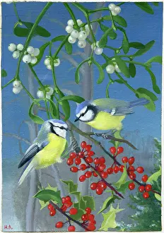 Tits: Blue Tits with holly and mistletoe