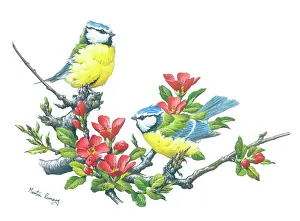 Tits: Two Blue Tits and Japonica