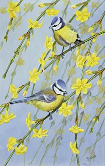 Benger: Blue tits on Jasmine