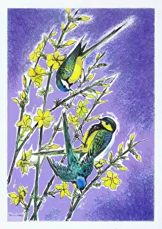 Jessamine: Three Blue Tits on Jessamine with purple background