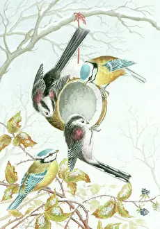 Coconut: Blue tits and longtail tits feeding on a coconut