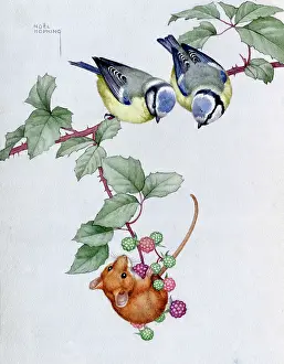 Blackberries: Two Blue Tits and a Mouse