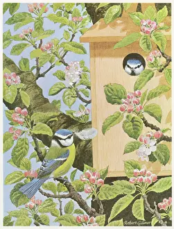 Blue Tits and Nestbox