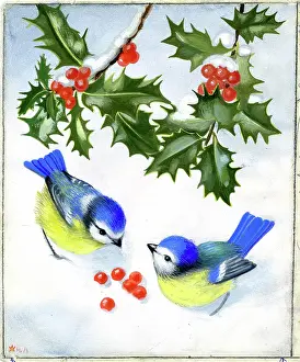 Tits: Two blue tits in the snow with holly