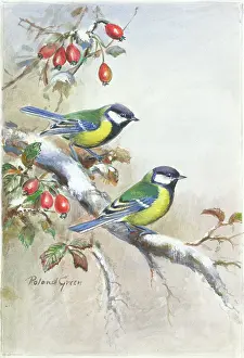 Tits: Two blue tits on a snowy bough, with rose hips
