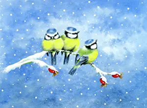 Comerford: Three Blue Tits on a Snowy Branch