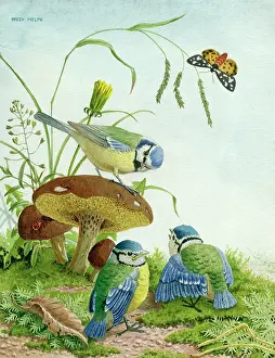Tits: Three blue tits with toadstools and moth