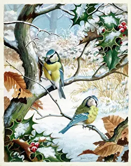 Blue Tits in Winter