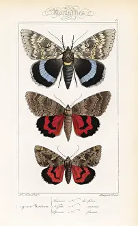 Pauquet: Blue underwing, red underwing and dark crimson underwing