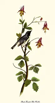 Columbine: Blue Warbler