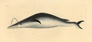 Musculus: Blue whale, Balaenoptera musculus