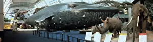 Musculus: Blue whale exhibit
