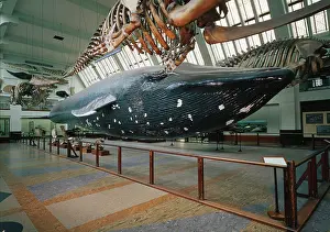 Musculus: The Blue Whale exhibit