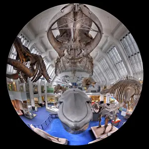 Musculus: Blue Whale Hall