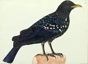 Himalayas: Blue whistling thrush, Myoponus caeruleus