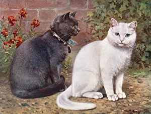 Shorthair: BLUE/WHITE SHORTHAIRS