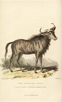 Gorgon: Blue wildebeest, Connochaetes taurinus