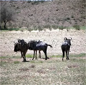 Connochaetes: BLUE WILDEBEEST/KANUS