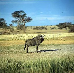 Connochaetes: BLUE WILDEBEEST/KANUS