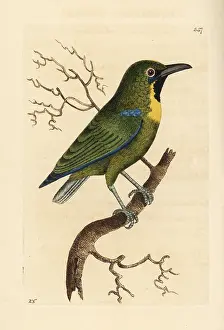 Cochinchina: Blue-winged leafbird, Chloropsis cochinchinensis