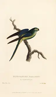 Venustus: Blue-winged parrot, Neophema chrysostoma