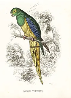 Bildersaal: Blue-winged parrot, Neophema chrysostoma