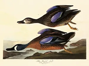 Teal: Blue-Winged Teal, Anas discors