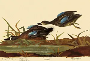 Teal: Blue-Winged Teal, Anas discors