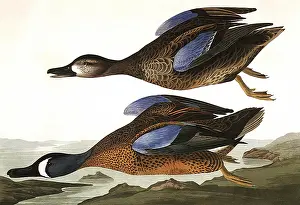 Seacoast: Blue-Winged Teals