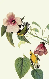 Pinus: Blue-Winged Warbler, Vermivora pinus