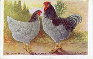 Gallus: BLUE WUANDOTTES
