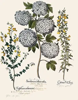 Basilius: Blue and Yellow Flowers