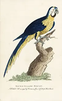 Ararauna: Blue and yellow macaw, Ara ararauna