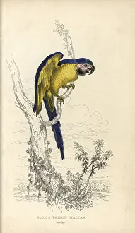 Florilegius Collection: Blue and yellow macaw, Ara ararauna