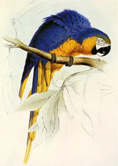 Hump: Blue and Yellow Macaw, Ara ararauna