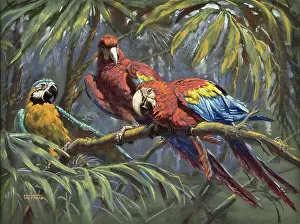 Macaw: Blue and Yellow Macaw and two Scarlet Macaws